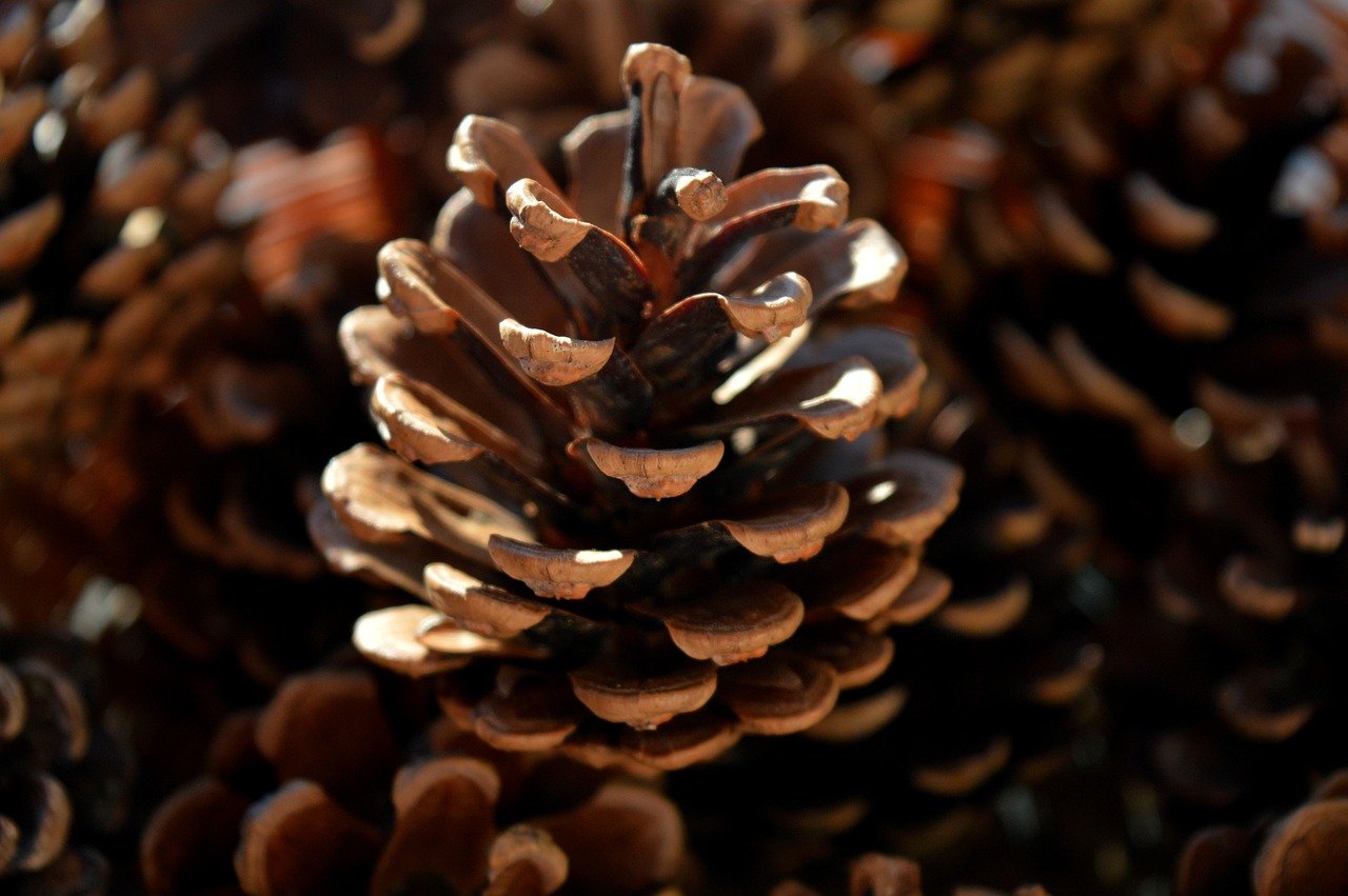 pine cones, tap, tschurtschen, seeds, pinecone, fruit stand, botany, nature, nature wallpaper, hd background, close up, weihnachten, weihnachtlich