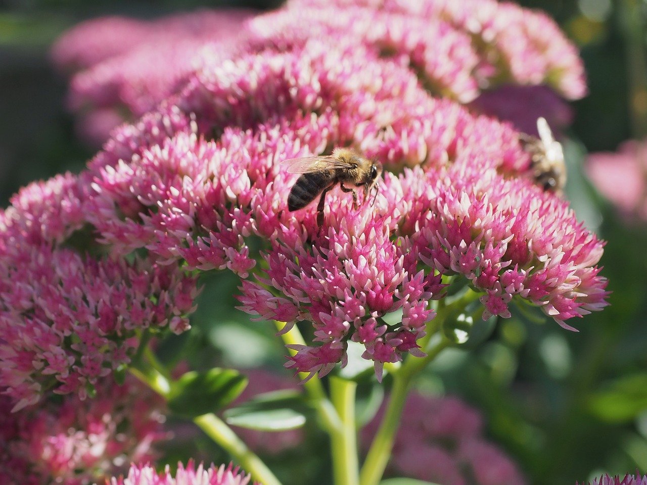stonecrop, bees, insects, fall, nature, season, plant, garden, blossoms