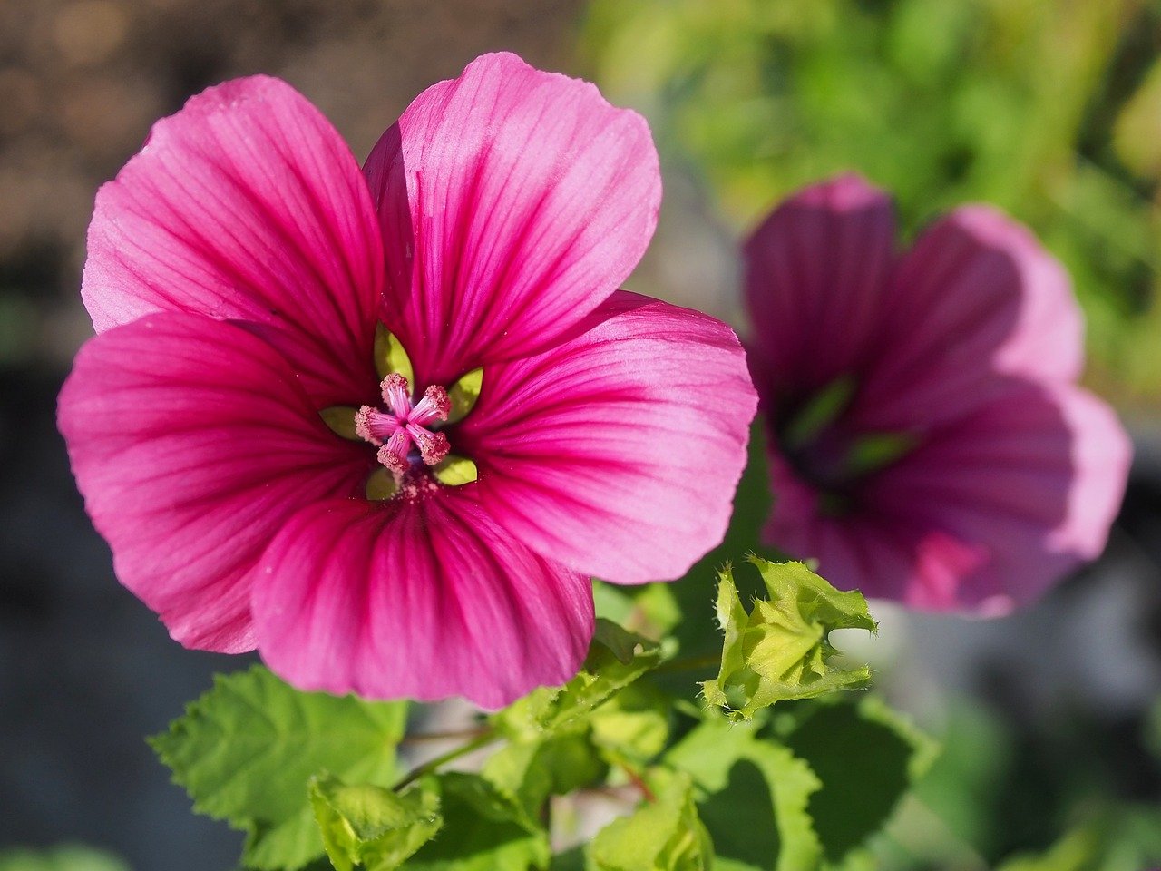 mallow, blossom, bloom, garden, nature, summer, plant, close up, pink