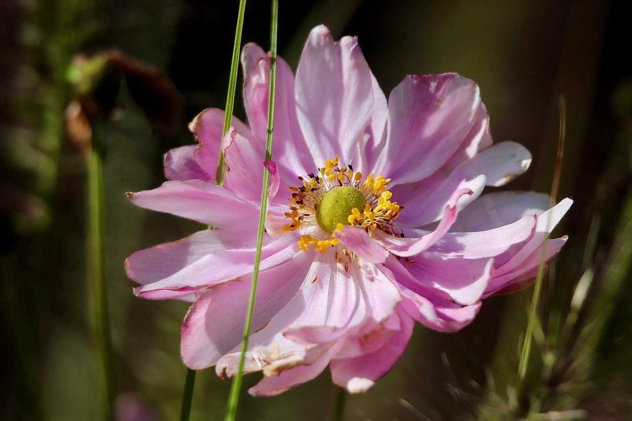 autumn anemone, anemone, pink flower, petals, stamens, pistils, beautiful flowers, hd wallpaper, flower wallpaper, background, nature