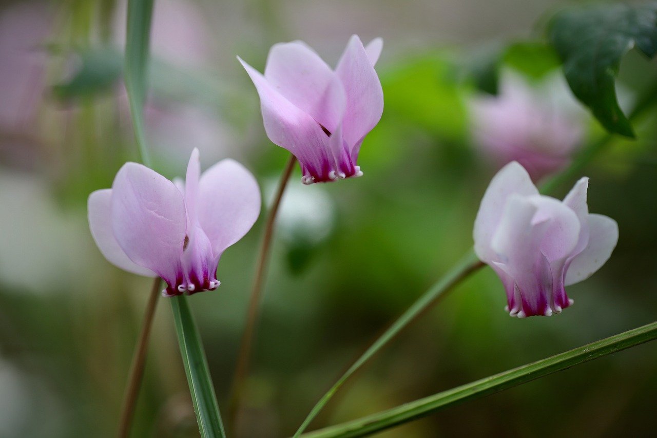cyclamen, flower, beautiful flowers, plant, petals, blossom, bloom, fall, nature, background, pink