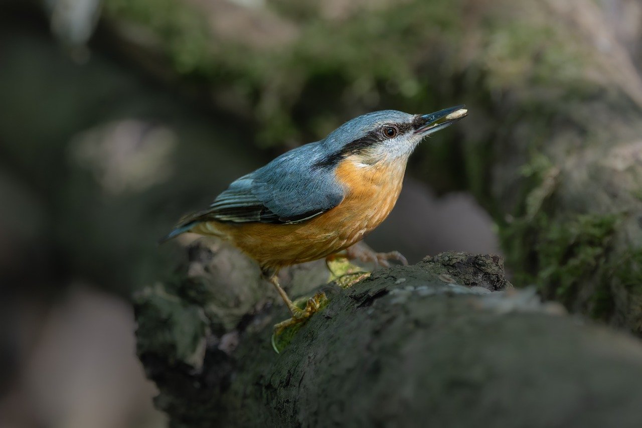 birdwatching, outdoors, eurasian nuthatch, free background, beautiful nature, spring wallpaper, plumage, hd background, nuthatch, nature wallpaper, little bird, nature, hd wallpaper, cute bird, beak, songbird, perched bird, wildlife, bird watching, bird, watching birds, nature background, bird photography, bird sound, ornithology, bird beak, bird chirping, forest, 4k wallpaper