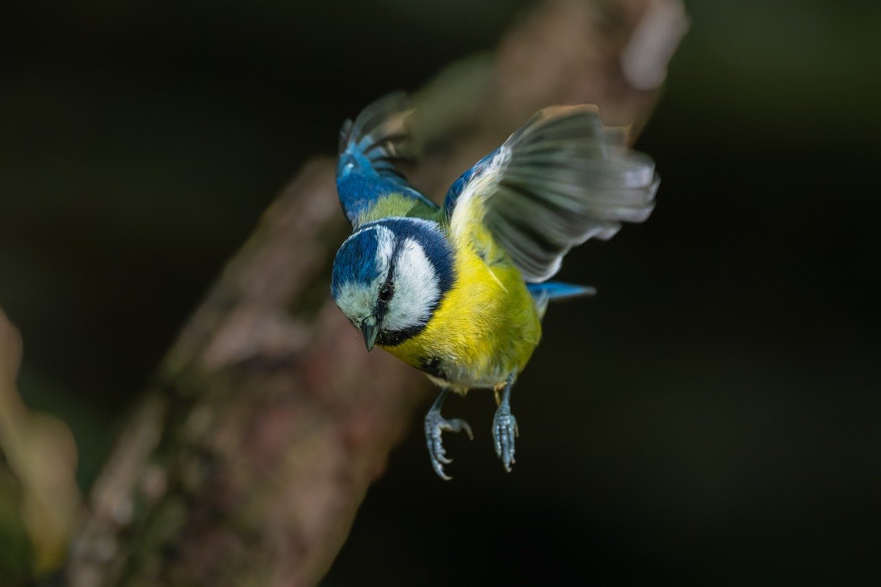bird, blue tit, plumage, beak, songbird, feathered animal, ornithology, bird watching, forest, chirp, tweet, chirrup, little bird, hd background, nature, birdwatching