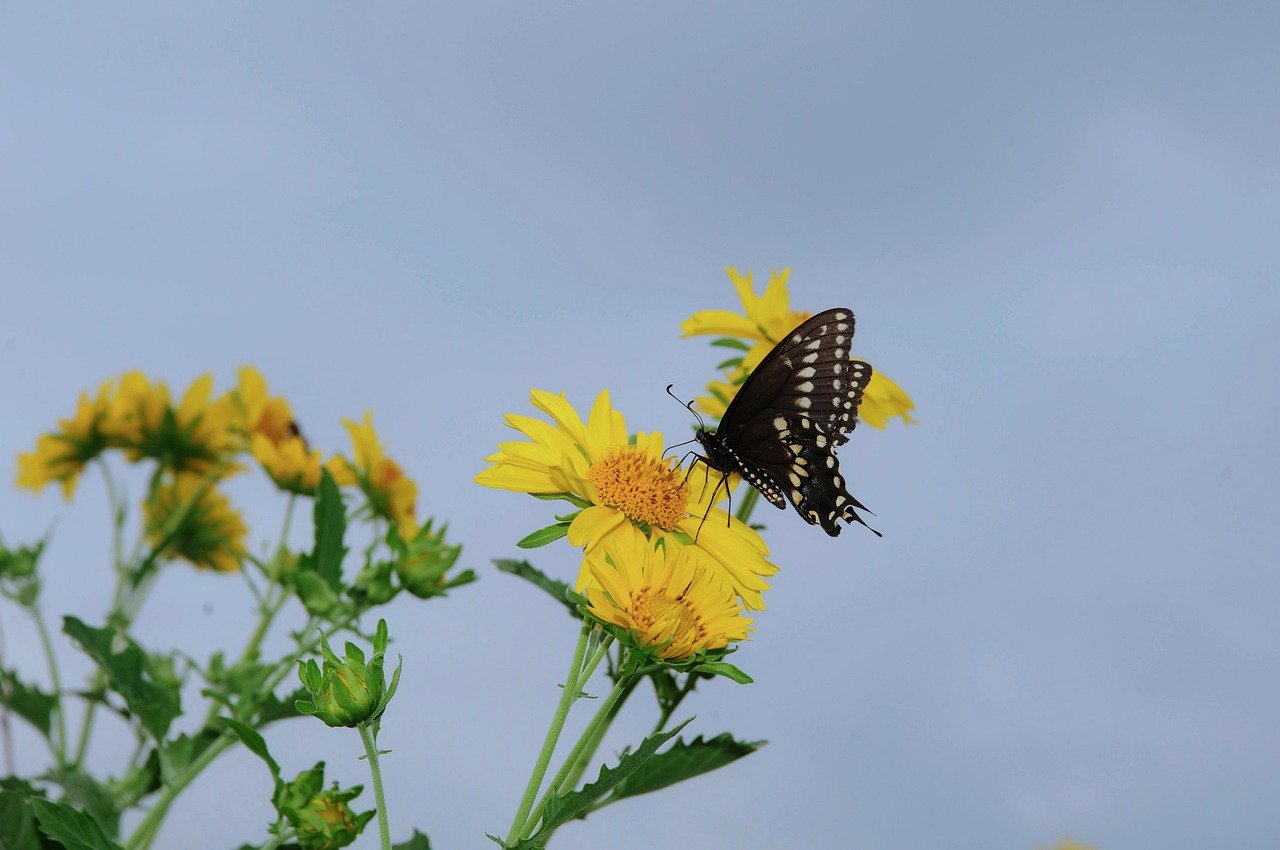 butterfly, nature, insect, pollinate, pollination, flower