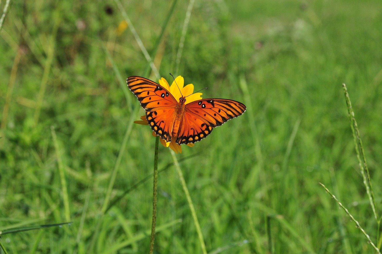 butterfly, nature, insect, pollinate, flower, wings