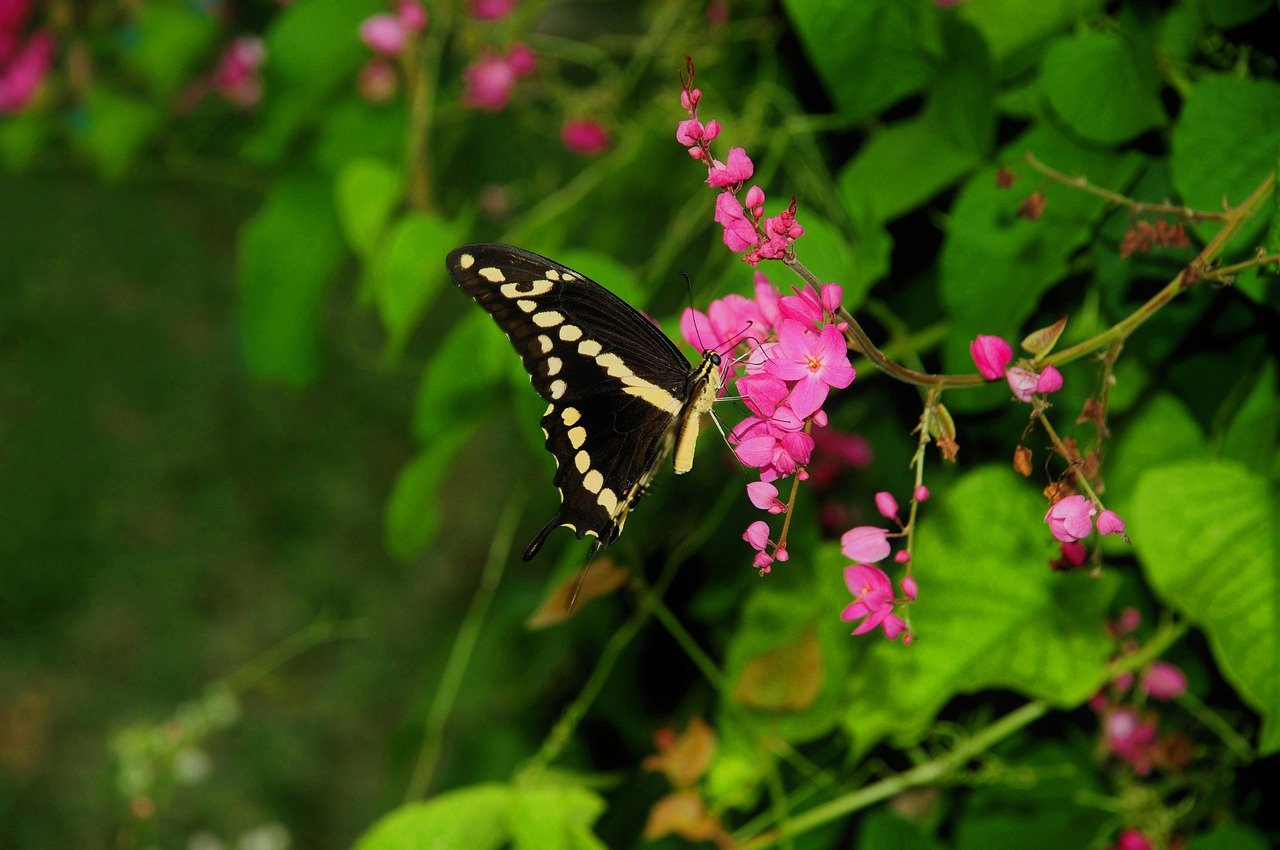 butterfly, nature, insect, pollinate, flower, wings
