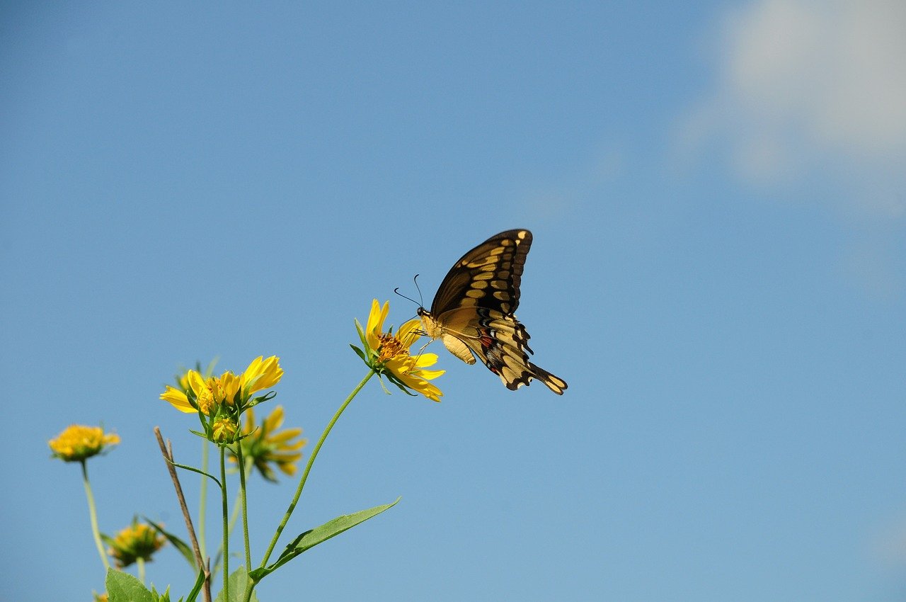 butterfly, nature, insect, beautiful flowers, flower background, pollinate, flower, flower wallpaper, wings