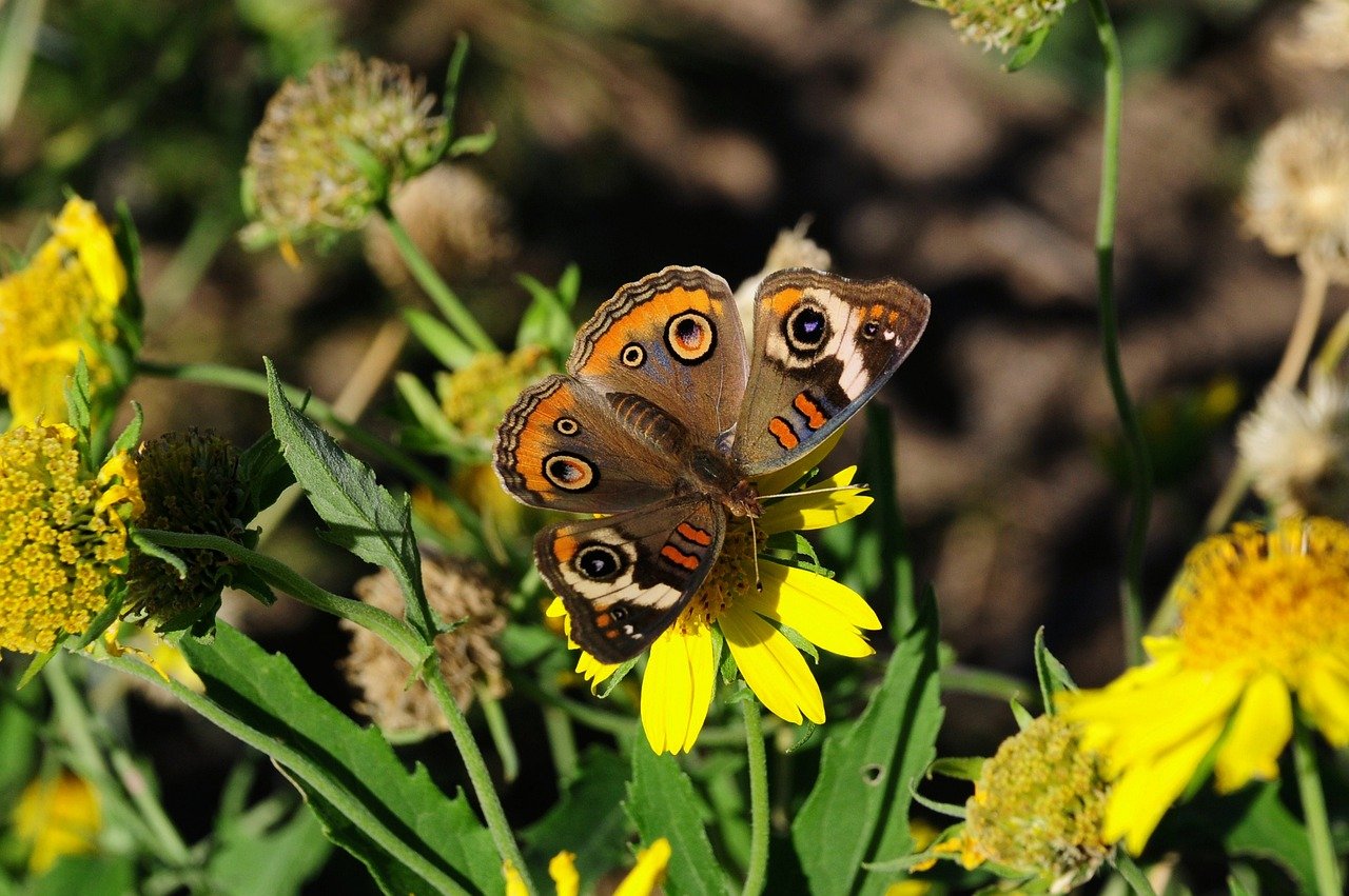 butterfly, nature, insect, beautiful flowers, pollinate, flower wallpaper, flower background, flower, wings