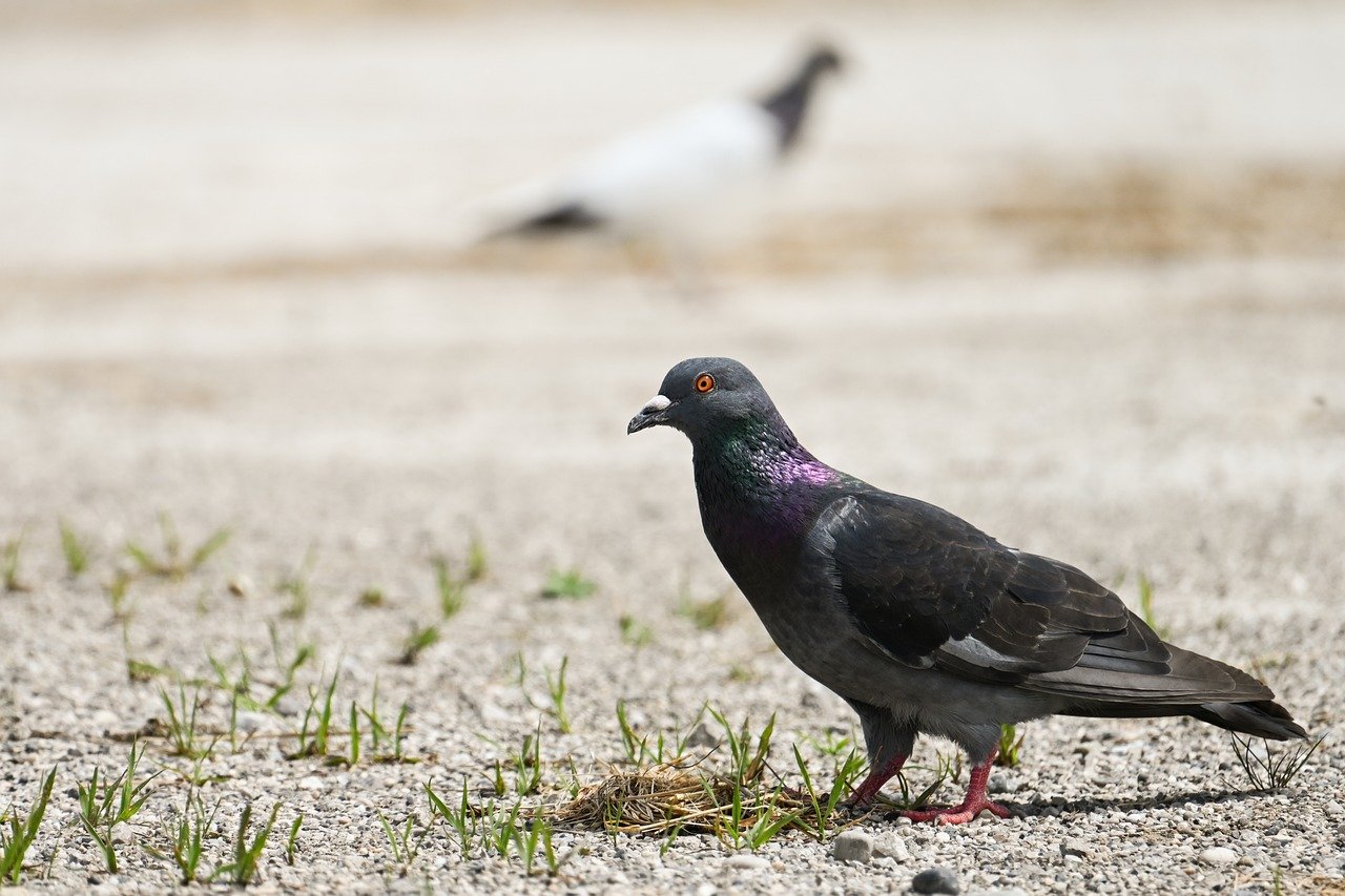 dove, nature, bird, wildlife, plumage, animal, ornithology, feathers, sitting, bird watching