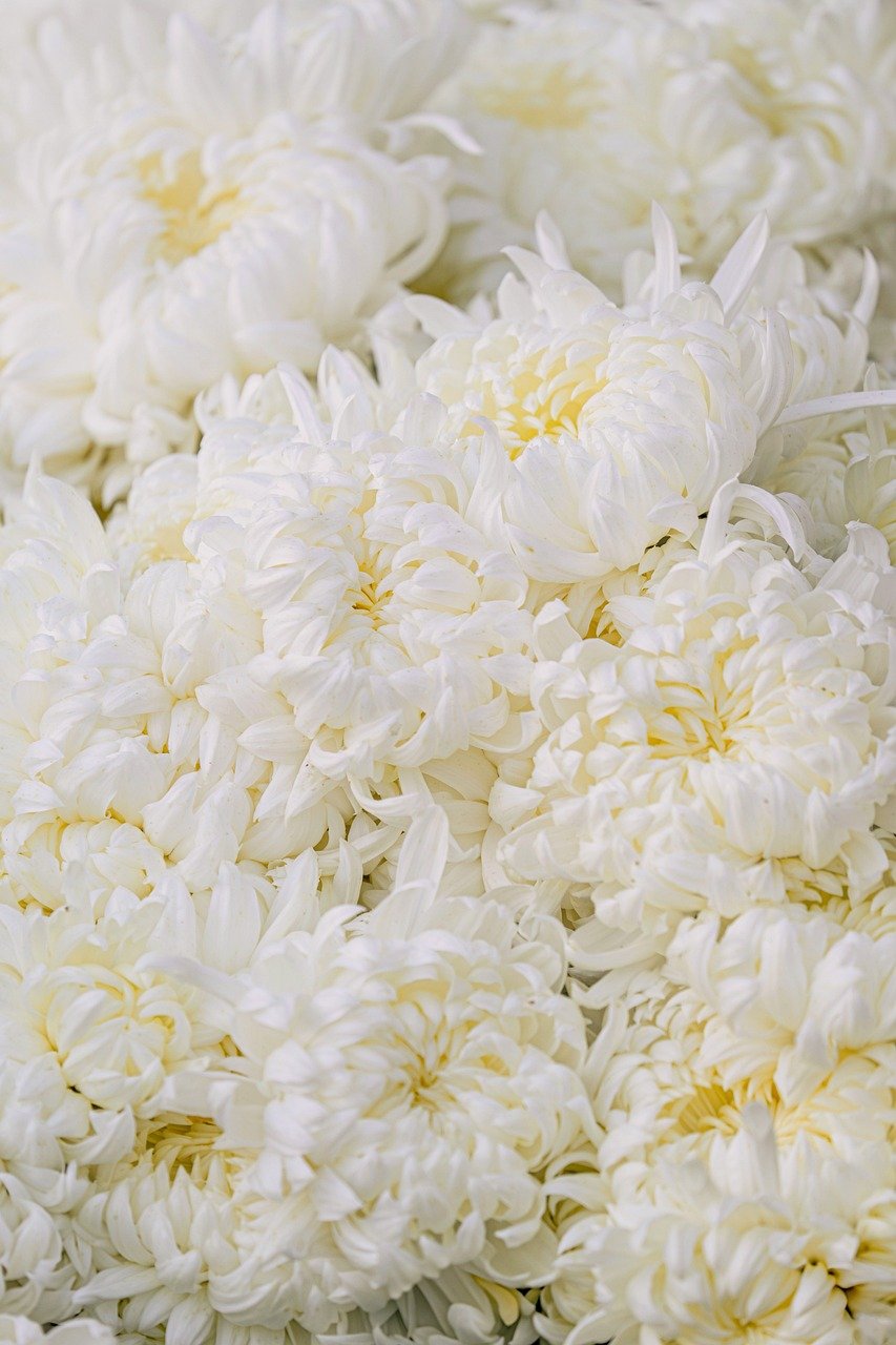chrysanthemums, flower, flora, blossom, bloom, fall, nature, floral arrangement, petals, yellow, white