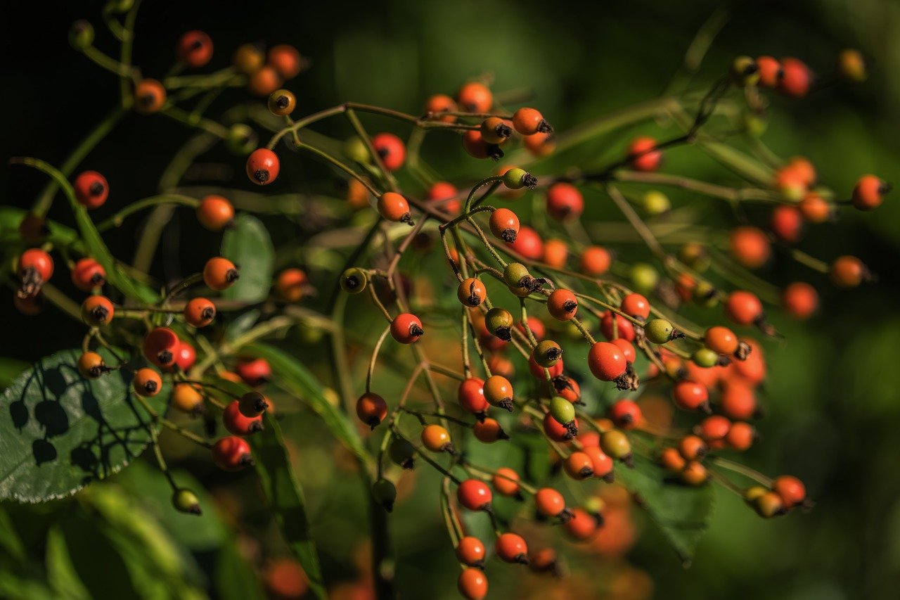 rosehips, fall, wild rose, dried fruits, plant, roses, autumn fruits, berry, orange, bush, branches, forest path