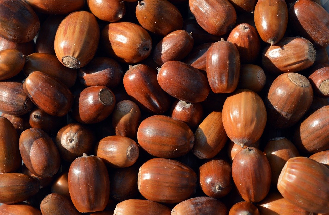 acorns, fruit, nut fruit, animal feed, nature, fall, autumn mood, autumn colors, fall season, close up, autumnal, season, nature wallpaper, hd background, seeds, fruits of the oak trees
