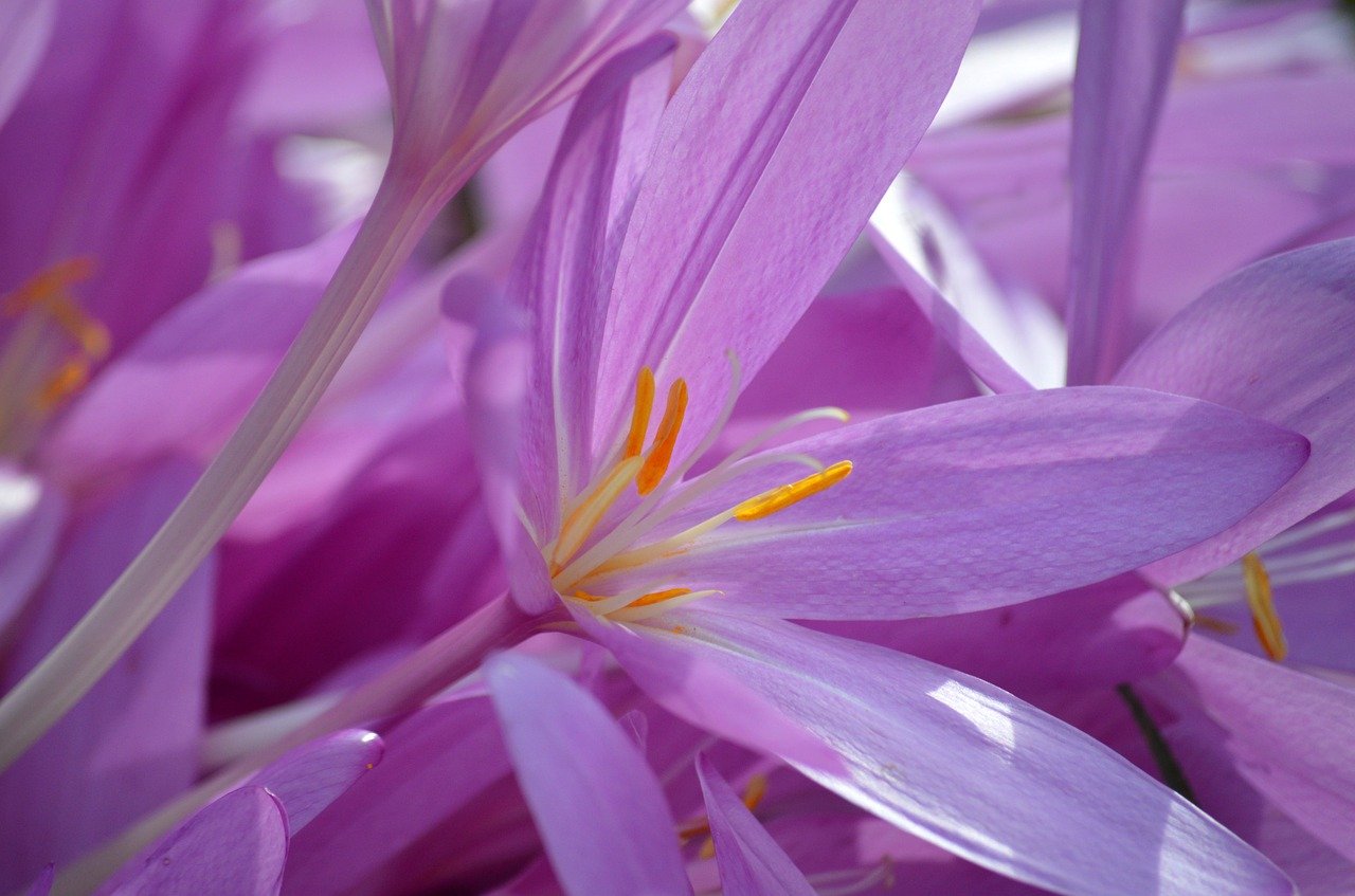 autumn timeless, blossoms, flower, sea of flowers, late summer, ornamental plant, colchicum autumnale, pink, pink background, beautiful flowers, hd background, floral background, hd wallpaper, flower background, flower wallpaper, flowers wallpaper, flora, nature