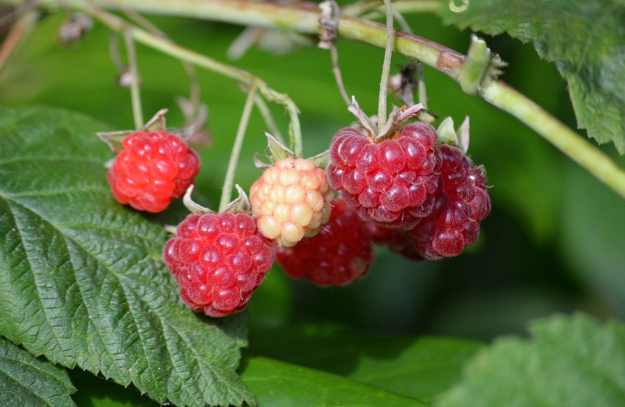 raspberries, garden plant, nature, red, fruit, ripe, yummy, healthy, berry bush, raspberry bush, leaves, red fruits, ripe raspberries, vitamins, to eat healthy food, fresh, cute