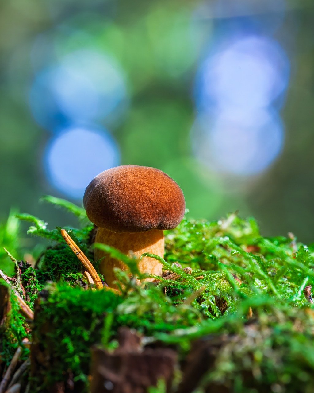 boletus, mushroom, vitamins, food, nature, forest, edible, moss, forest floor, vegan, nourishment, fresh, diet