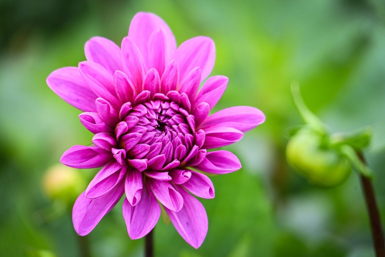 dahlia, nature, flower wallpaper, beautiful flowers, blossom, bloom, flower, flora, hd wallpaper, petals, plant, close up, garden, fall, bud, flower background, botany, garden dahlia, late summer, pink