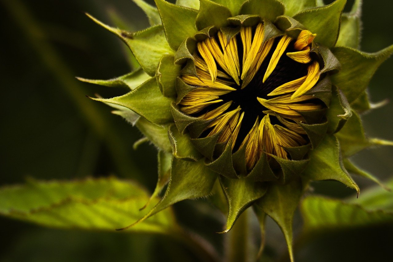 sunflower, nature, flower wallpaper, flower, flora, blossom, hd wallpaper, bloom, plant