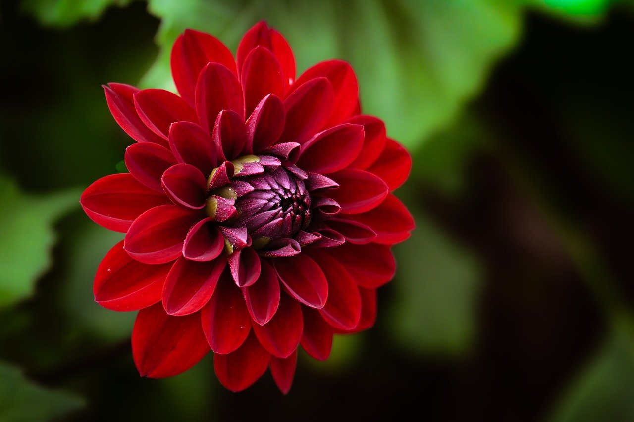 dahlia, nature, flower wallpaper, blossom, flower background, bloom, beautiful flowers, flower, flora, petals, plant, close up, garden, fall, botany, garden dahlia, hd wallpaper, late summer, red