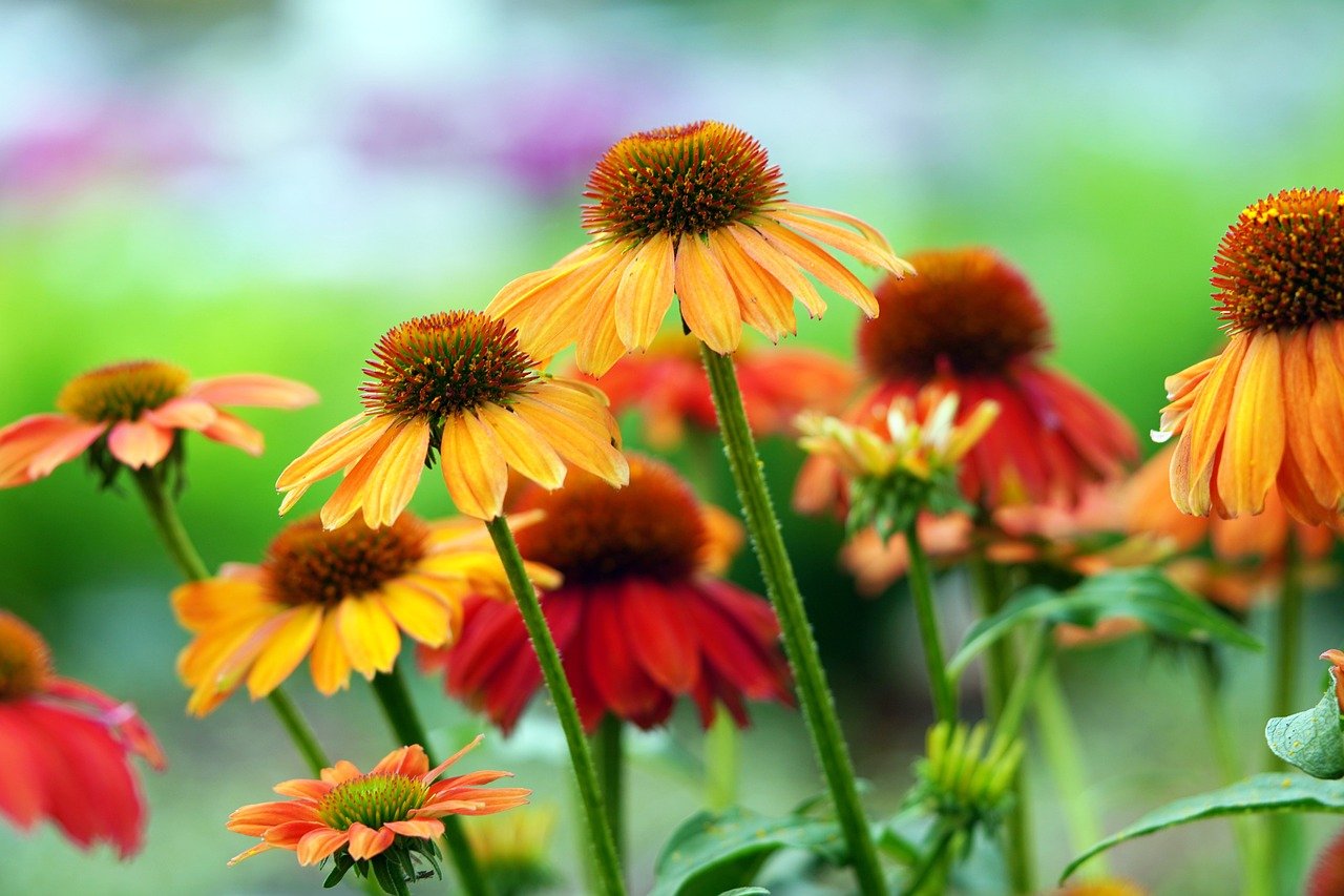 coneflower, beautiful flowers, blossom, bloom, flower background, flower wallpaper, nature, garden, flora, plant, flower