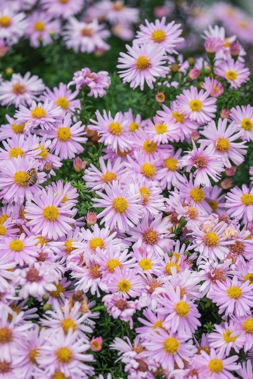 asters, flower, blossom, bloom, flora, garden, autumn flower, close up, petals, purple, pink