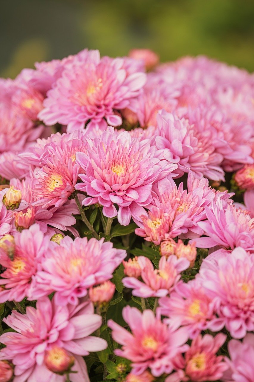 chrysanthemums, flower, nature, garden, fall, floral arrangement, plants, botany, blossom, bloom, pink