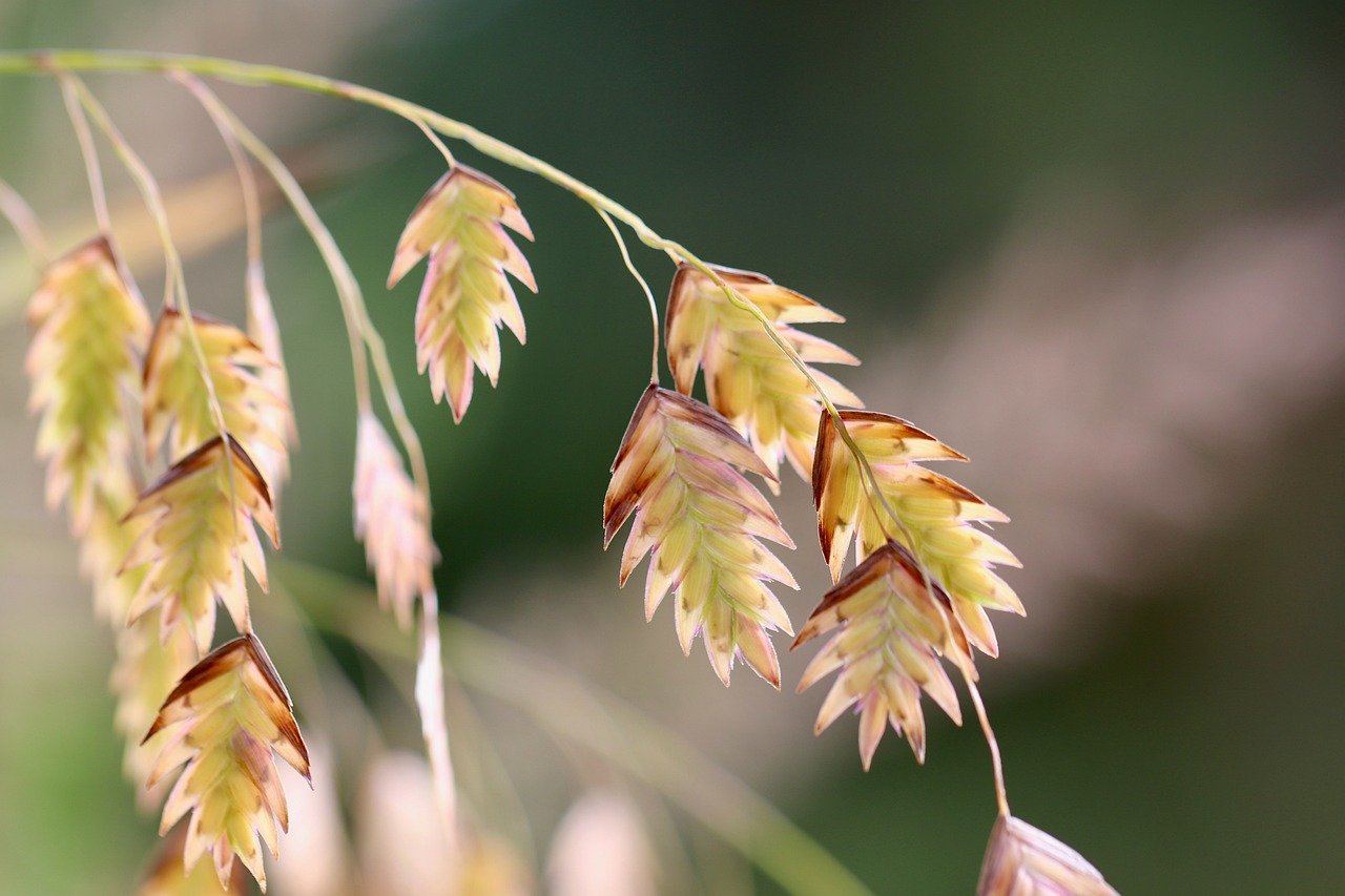 north sea oats, chasmanthium, grass, northern sea oats, fish-on-a-fishing-rod, north american forest millet, grass type, river oats, inland sea oats