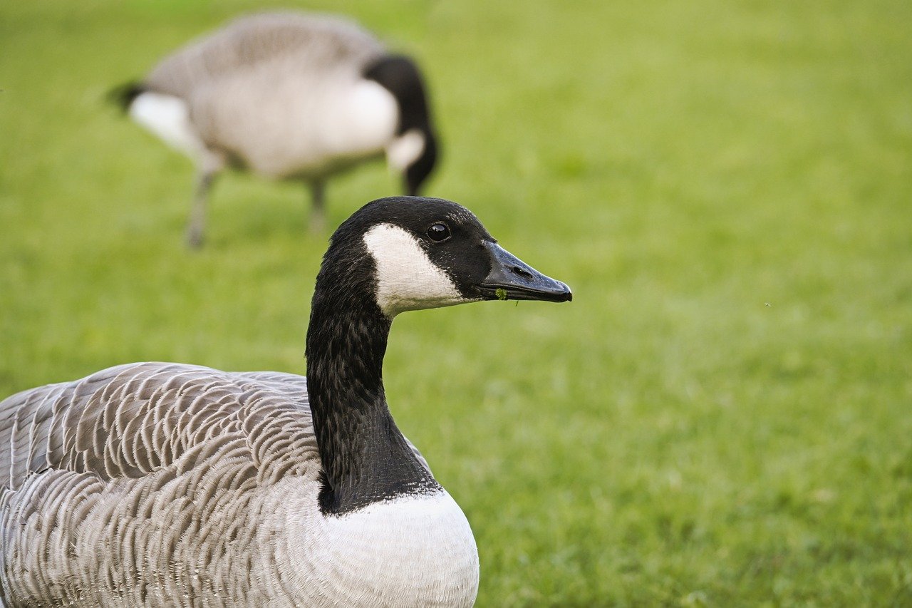 canada goose, goose, nature, water bird, wild goose, bird, plumage, wildlife, poultry, waterfowl, animals, animal portrait
