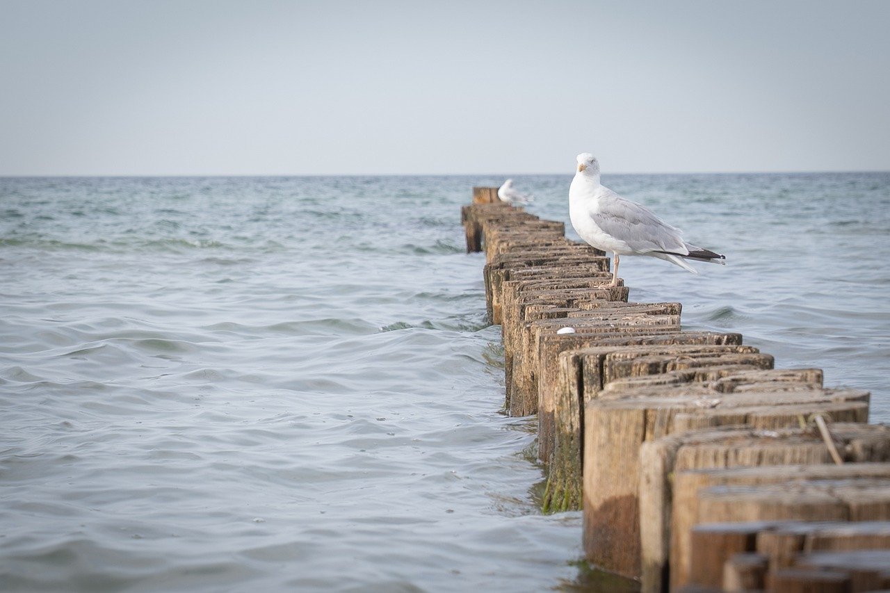 beach, gull, groyne, bird, baltic sea, sea, coast, nature