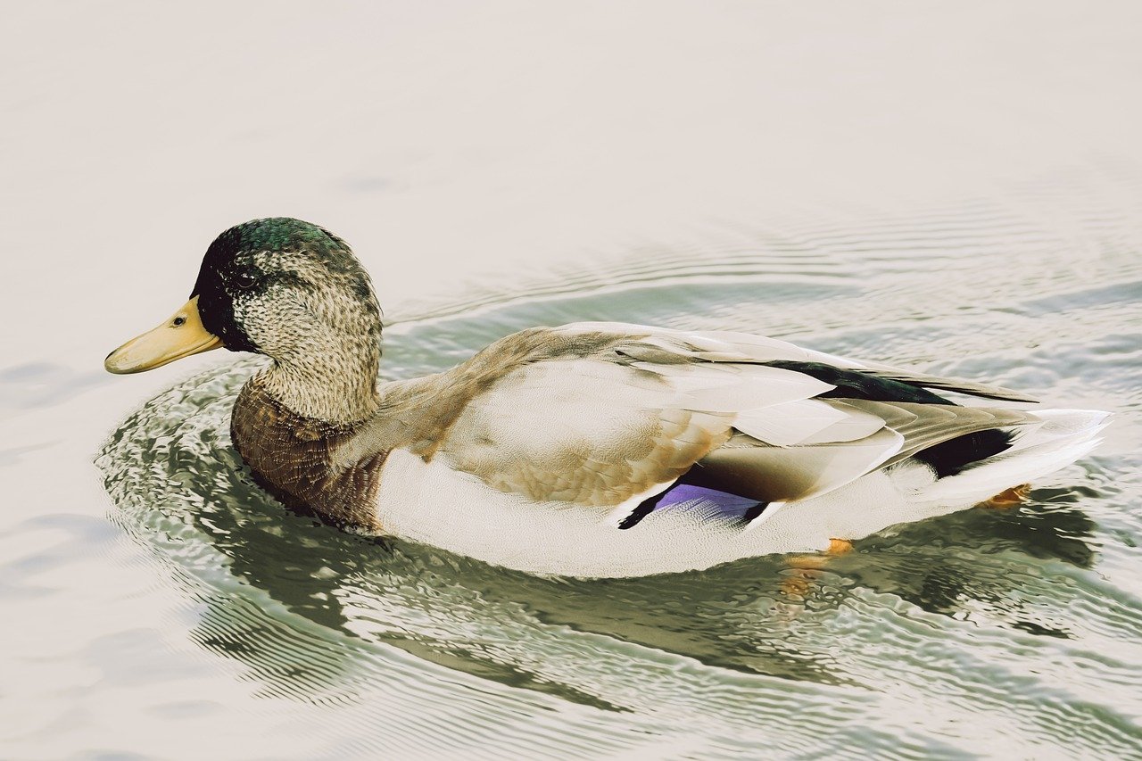 mallard, duck, nature, water bird, bird, animal, plumage, wildlife, ornithology, duck bird, bird watching