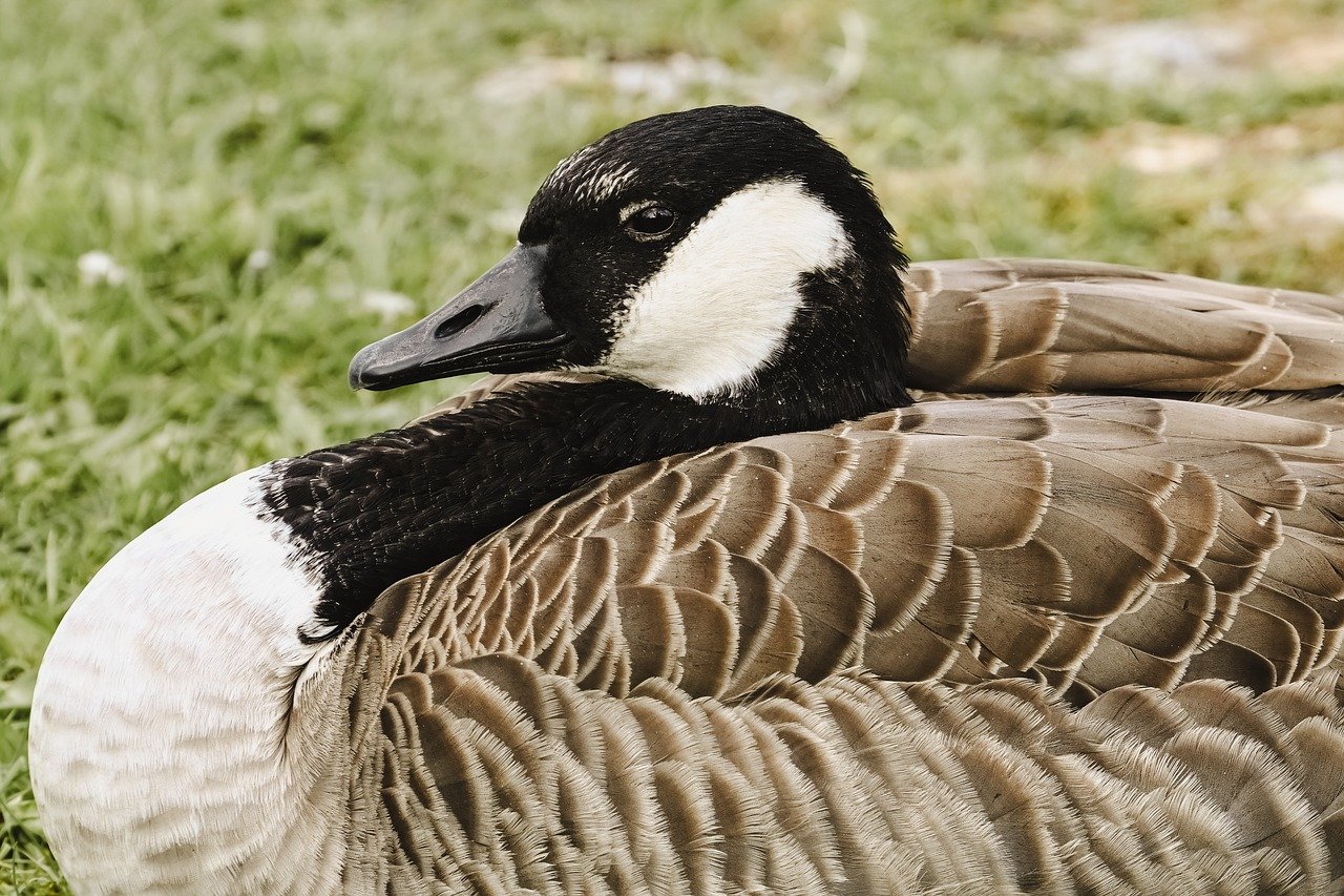 canada goose, goose, nature, water bird, wild goose, bird, plumage, wildlife, poultry, meadow, animal portrait