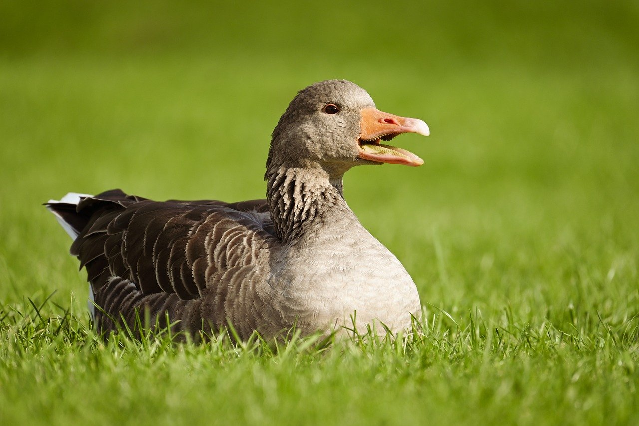 greylag goose, goose, nature, bird, water bird, plumage, beak, animal, wildlife, ornithology, grass, meadow