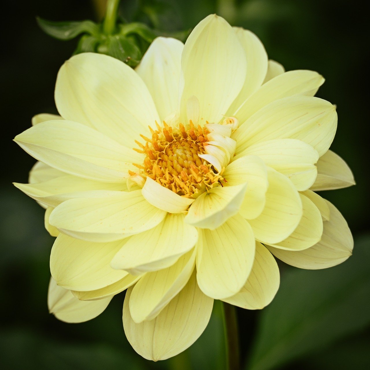 yellow flower, flower, flower wallpaper, nature, blossom, bloom, close up, flora, plant, petals, macro, garden