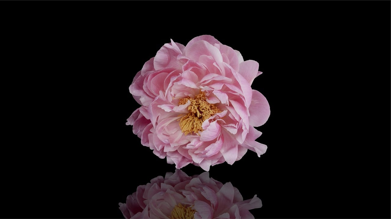 peony, nature, beautiful flowers, flower, flower wallpaper, bloom, blossom, pink, flora, flower background, plant, petals, spring, botany, blooming, closeup, pastel, reflected, mirrored, copy space, greeting card, alone, single, solitary