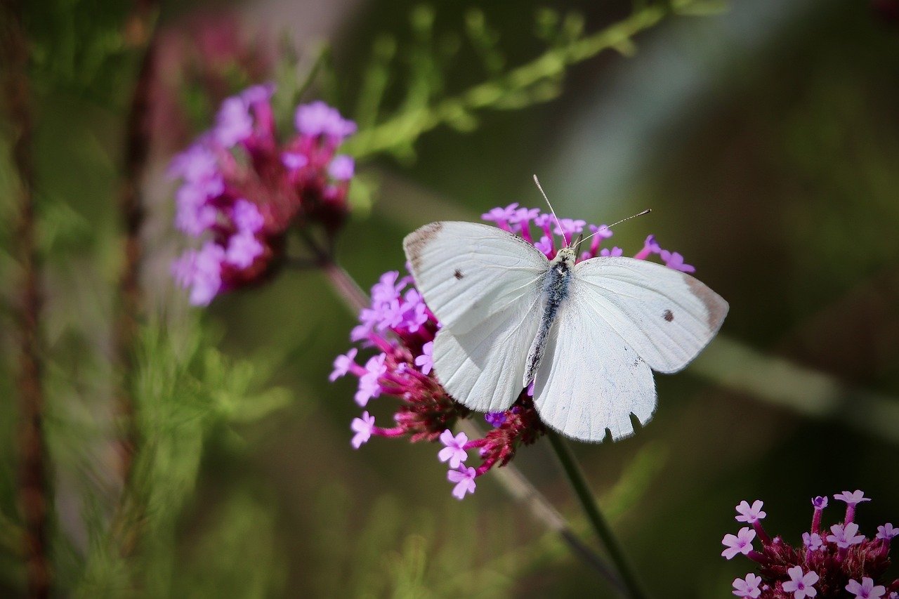 little cabbage white butterfly, butterfly, butterflies, insect, wing, verbena, pollinate, pollination