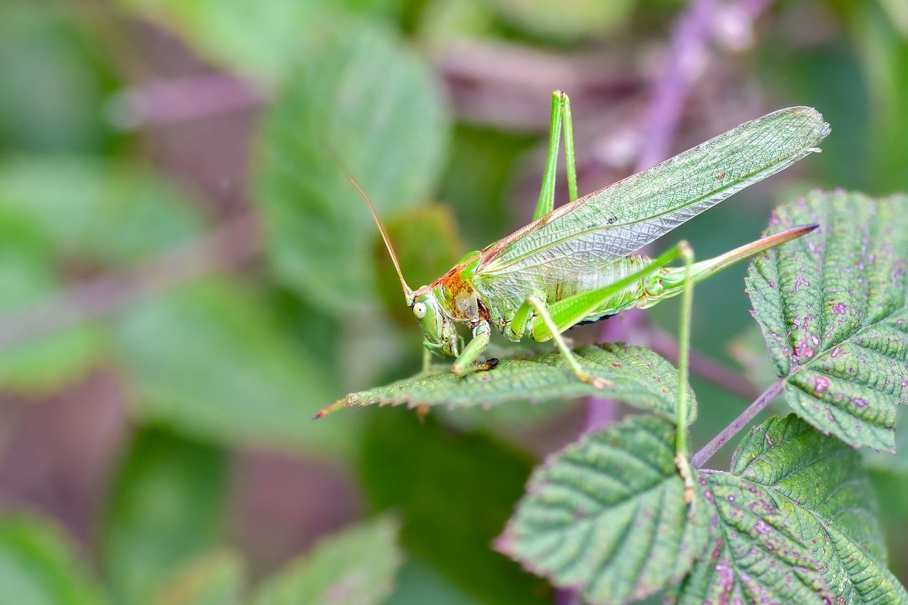 grasshopper, insect, nature, macro, sheets, green, desert locust, vegetation