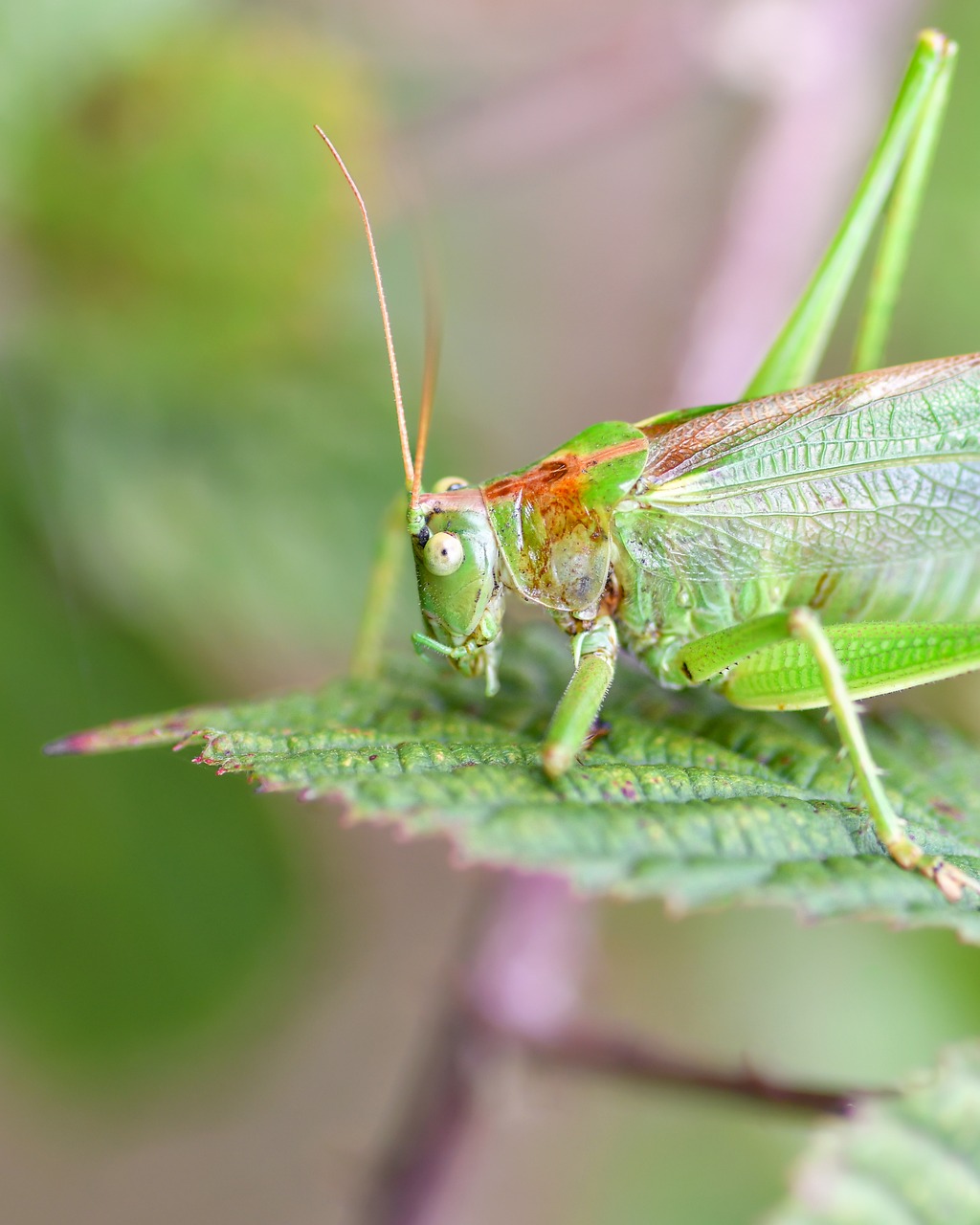 grasshopper, insect, nature, macro, leaf, desert locust, vegetation, green