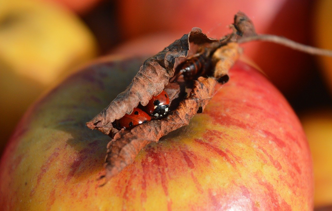 protected, ladybug, lucky charm, flying beetle, insects, animals, fauna, aphid hunter, coccinellidae, apples, fruit, apple harvest, hd background, nature wallpaper, late summer, fall, nature, autumn leaf