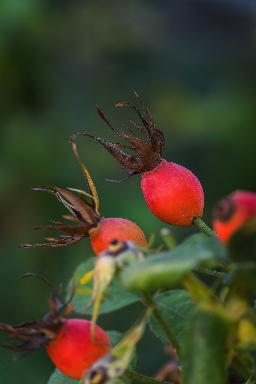 rosehips, nature, fall, dried fruits, red, wild rose, fruit, roses, autumn fruits, berry