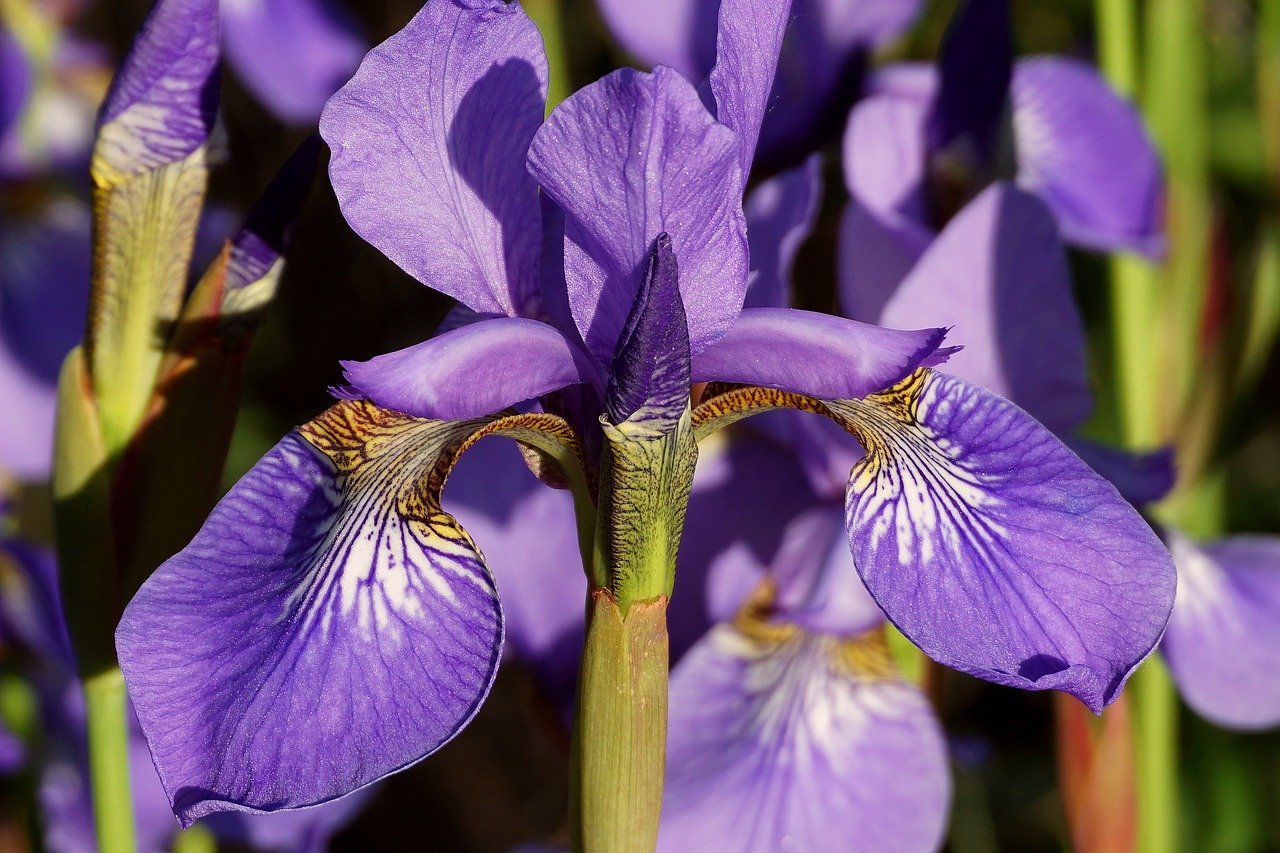 iris flower, 4k wallpaper 1920x1080, flower, plants, 4k wallpaper, iris, floral background, violet, flower wallpaper, cool backgrounds, beautiful nature, free background, windows wallpaper, free wallpaper, hd wallpaper, desktop backgrounds, nature background, wallpaper 4k, mac wallpaper, garden, ornamental plants, beautiful flowers, wallpaper hd, flora, nature, perennial, full hd wallpaper, laptop wallpaper, colorful flowers, botany, composites, flower background, close up, bloom, irises, decorative plants, beautiful wallpaper, nature wallpaper, wallpaper