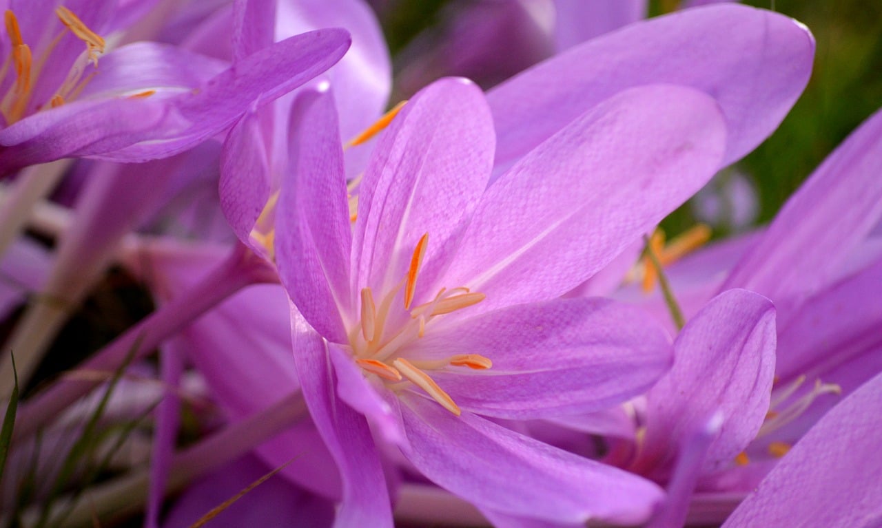 autumn timeless, blossoms, flower, sea of flowers, late summer, hd wallpaper, ornamental plant, colchicum autumnale, beautiful flowers, hd background, floral background, flower background, flower wallpaper, flowers wallpaper, flora, nature
