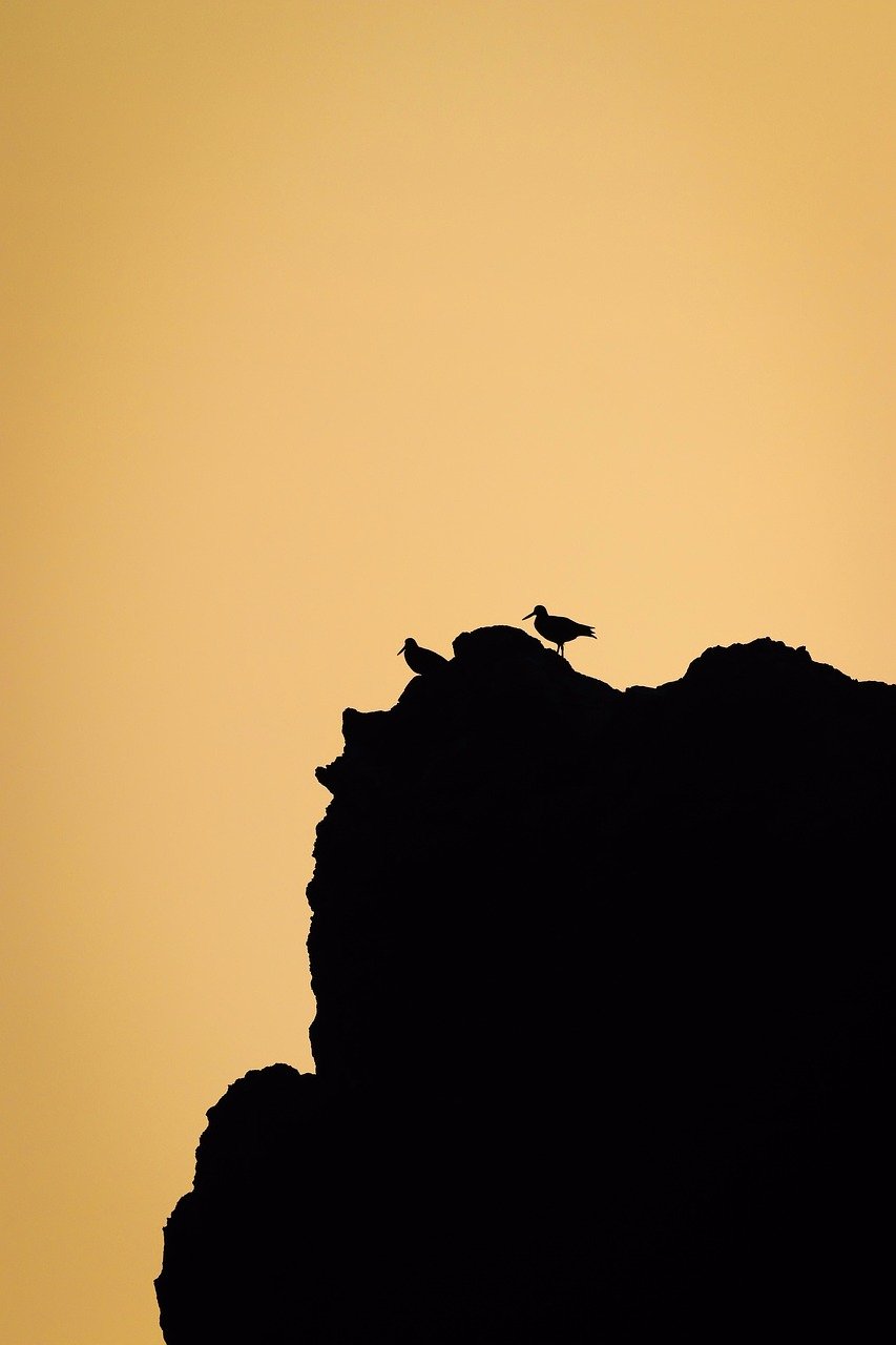sunset, sillhouette, oystercatcher, birds, rock, nature, wildlife, animal