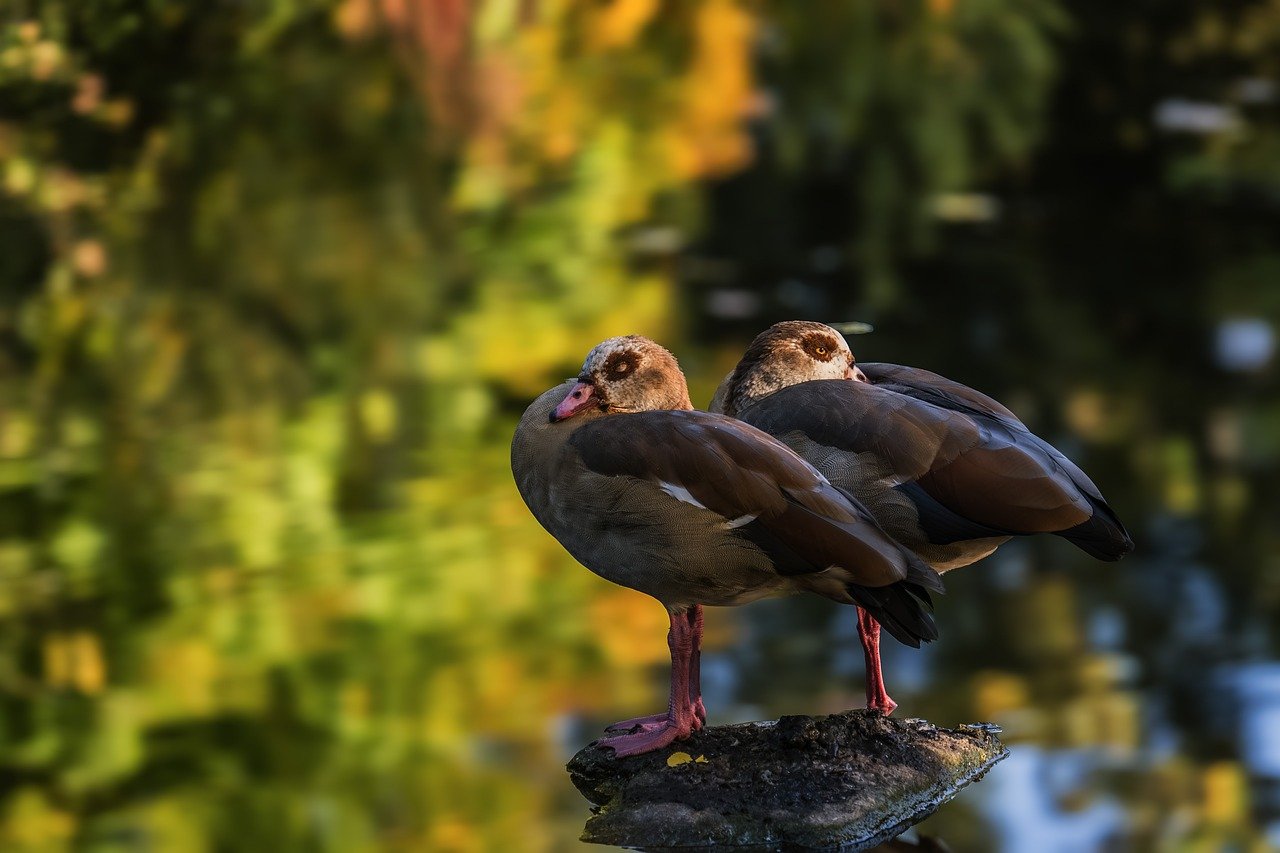 egyptian geese, nature, waterfowl, geese, poultry, plumage, wildlife, animals, water, sunset