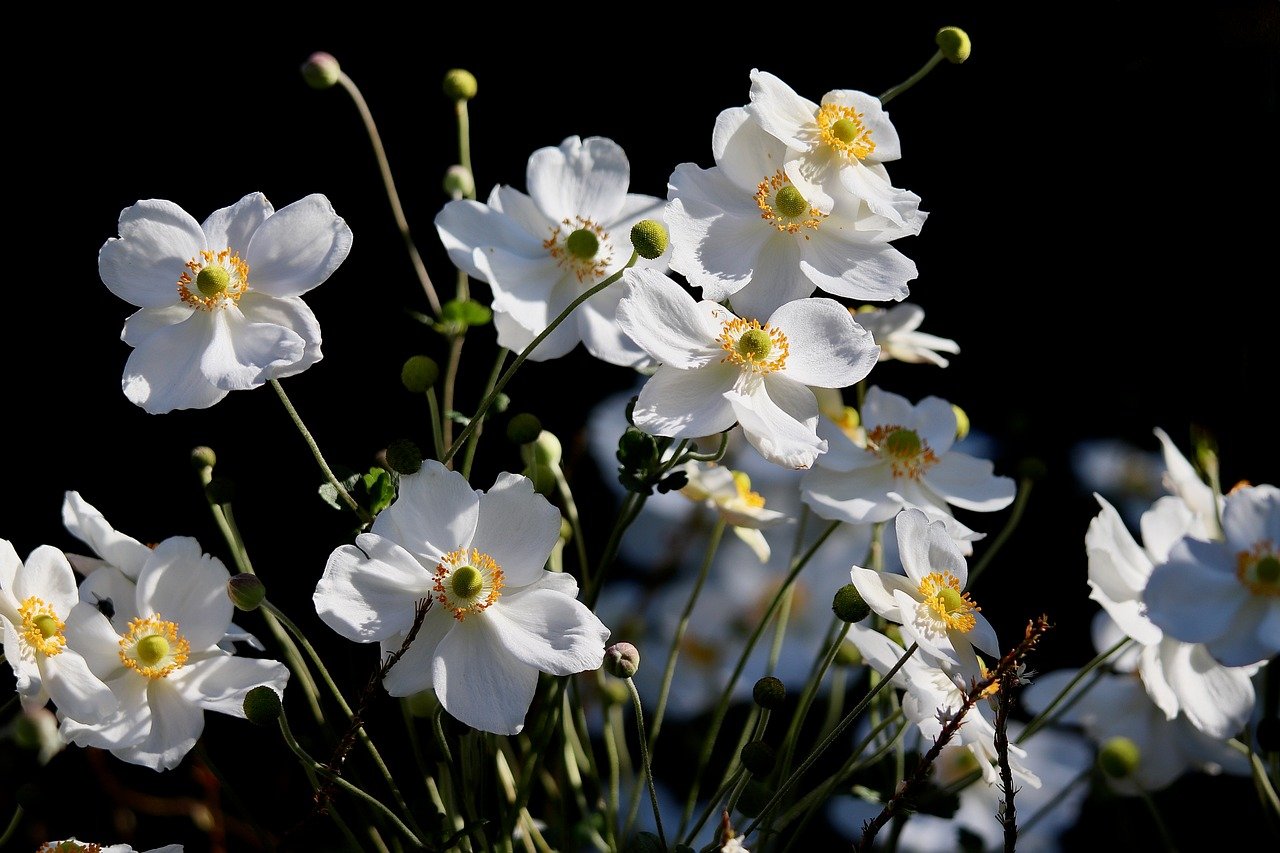 autumn anemone, white flowers, petals, stamens, pistils, fall, beautiful flowers, sea of flowers, blooming