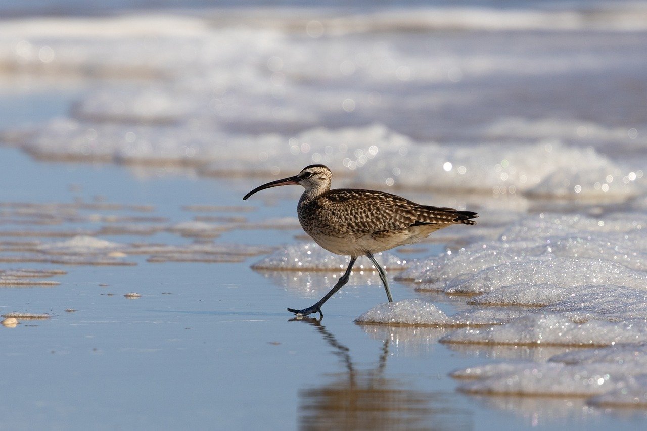 whimbrel, shore, bird, foam, water, ocean, nature, beach