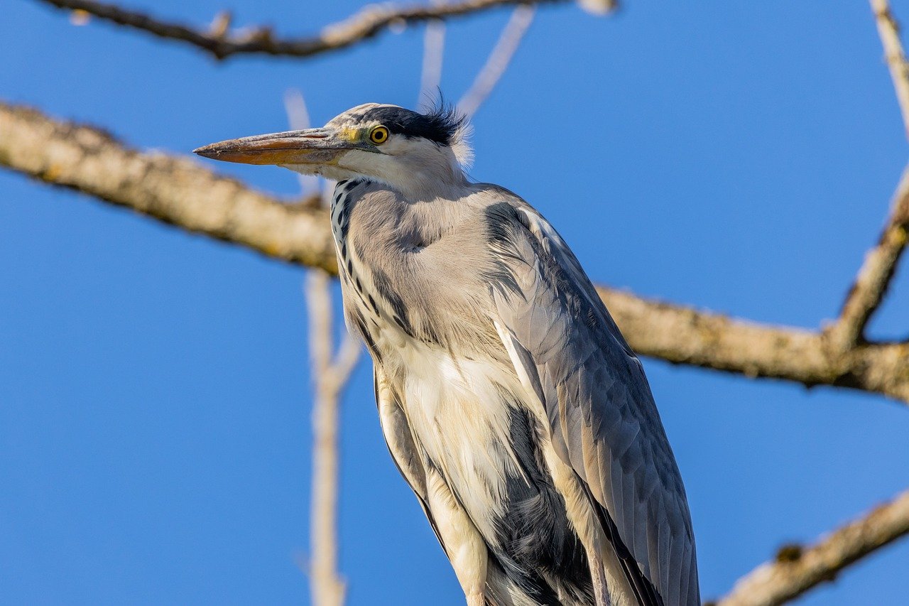 grey heron, nature, heron, bird, water bird, wildlife, animal, plumage, lake, fog, ornithology, beak, flow, wader, park, prey, water, sun, feathers, wing, bird watching, tomorrow, sunrise, pond
