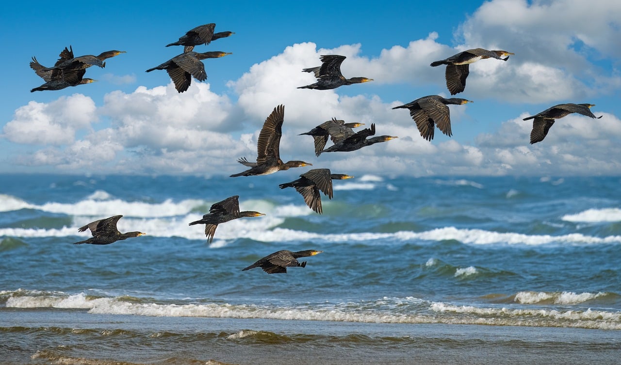 cormorant, ornithology, wildlife, bird watching, wing, water bird, birds, flying, heaven, nature, sea, water, waves, landscape, close up, blue