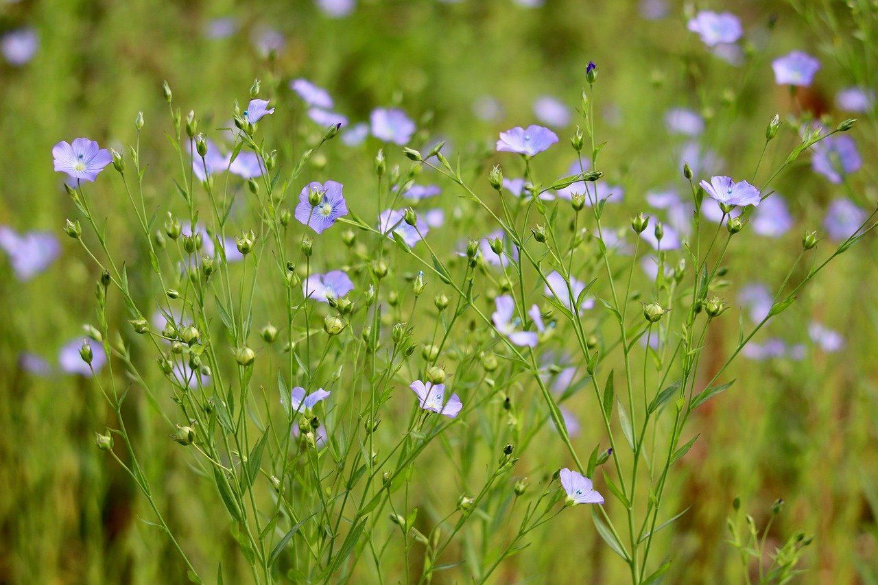 mean leash, flax, blue flowers, bud, sea of flowers, beautiful flowers, plants, nature, seed-linen, hair lens, crop plant, linum
