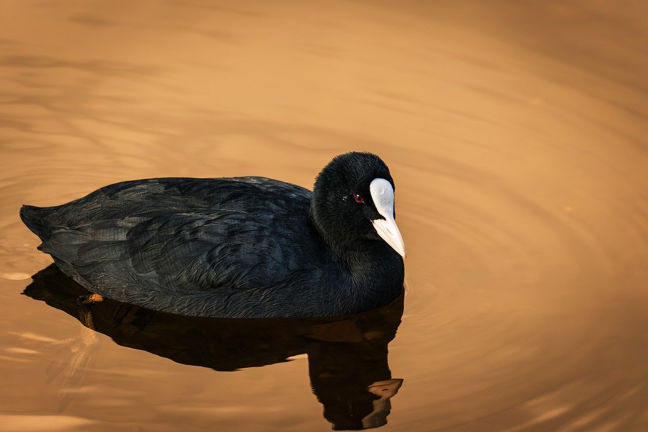 coot, nature, water, water bird, lake, bird, swim, wildlife, animal, plumage, sunny, pond, sunset