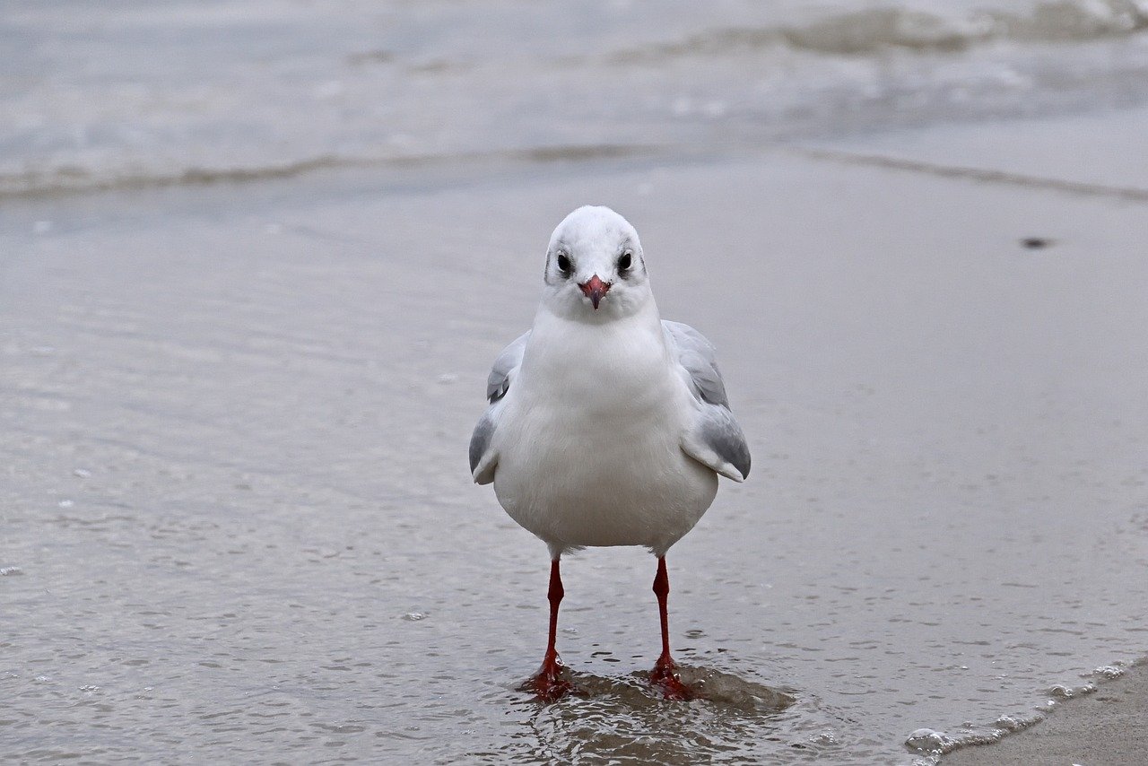 gull, bird, sea, beach, ornithology, wildlife, seabirds, plumage, bird watching, nature