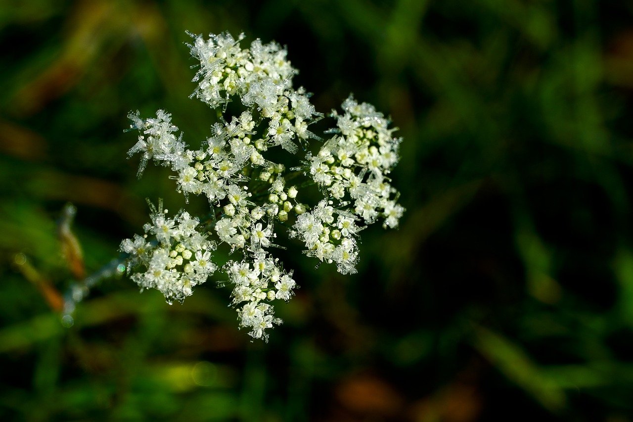 yarrow, flower, bloom, white, compositae, frost, macro, autumn, morning, sunrise